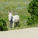White donkey - Asinara, white donkey